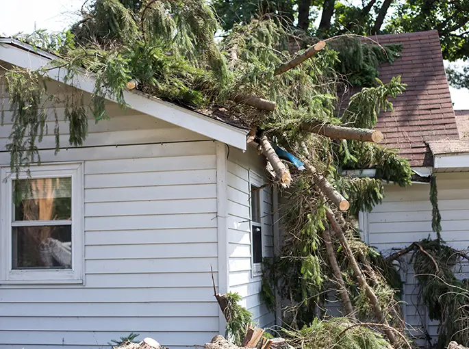 Roof damage from tree that fell over during storm springfield il
